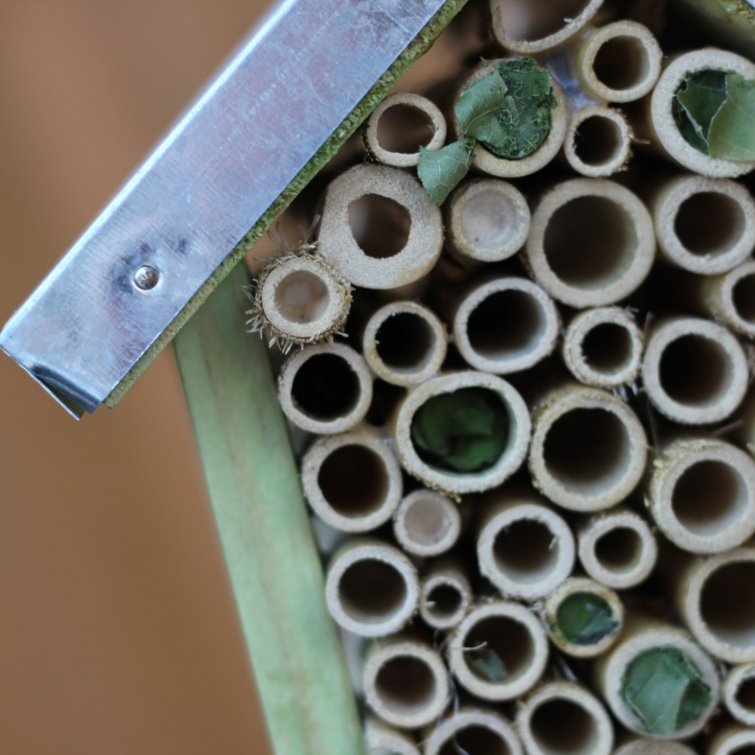 School Holidays - Planet Matters: Make your own Bee Hotel