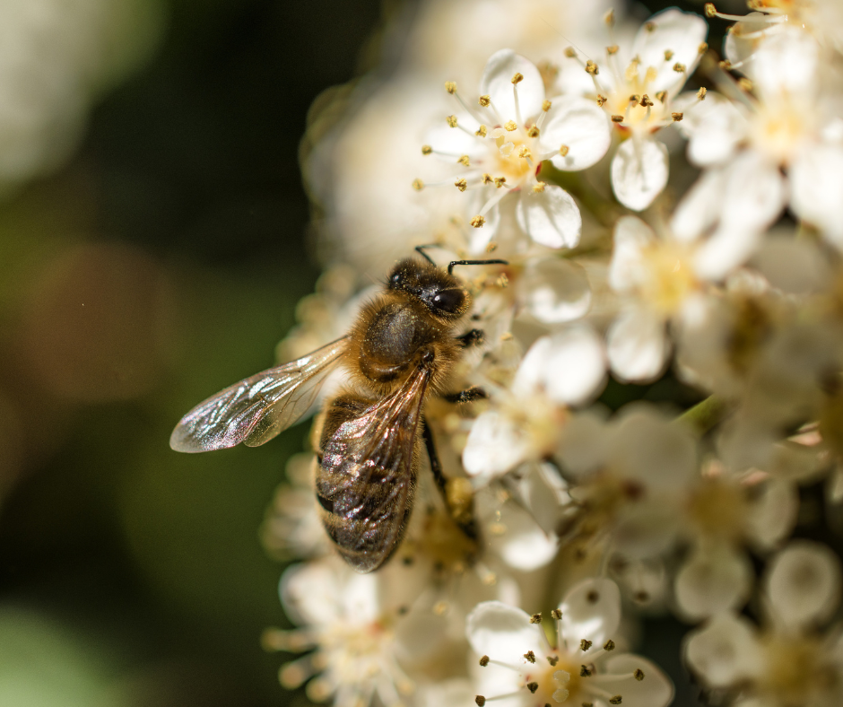 Varroa and Hive Health Workshop