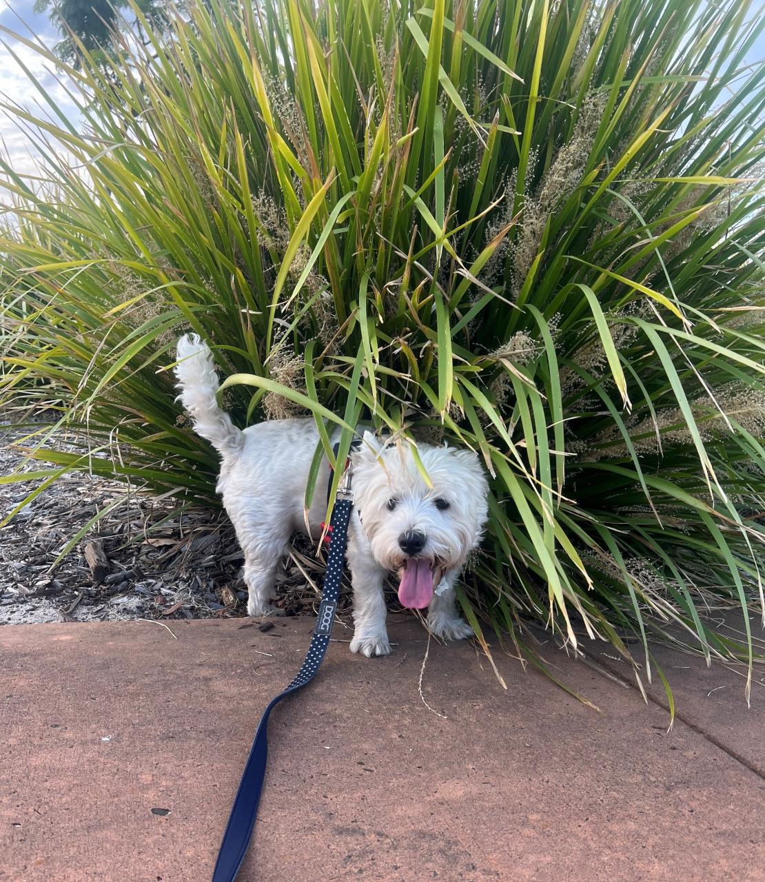 Scoop the poop and leash the beast: A tail of dog etiquette
