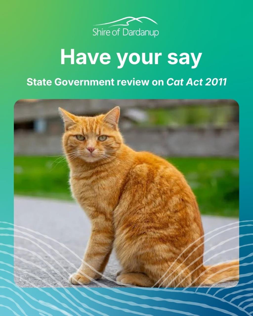 Have your say on the review of the Cat Act