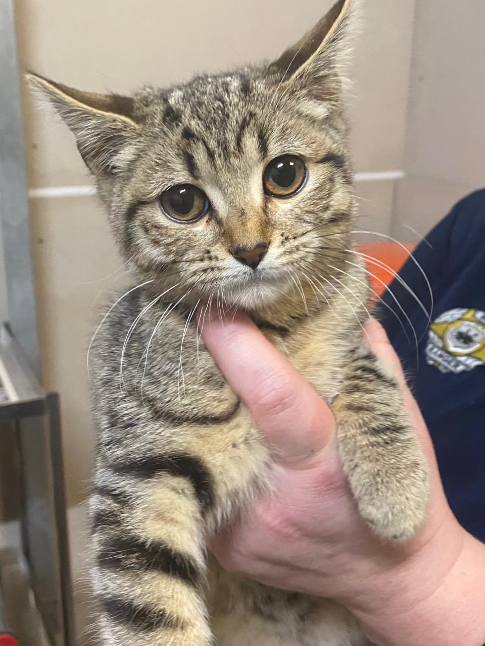 Help keep local pets safe and out of the pound