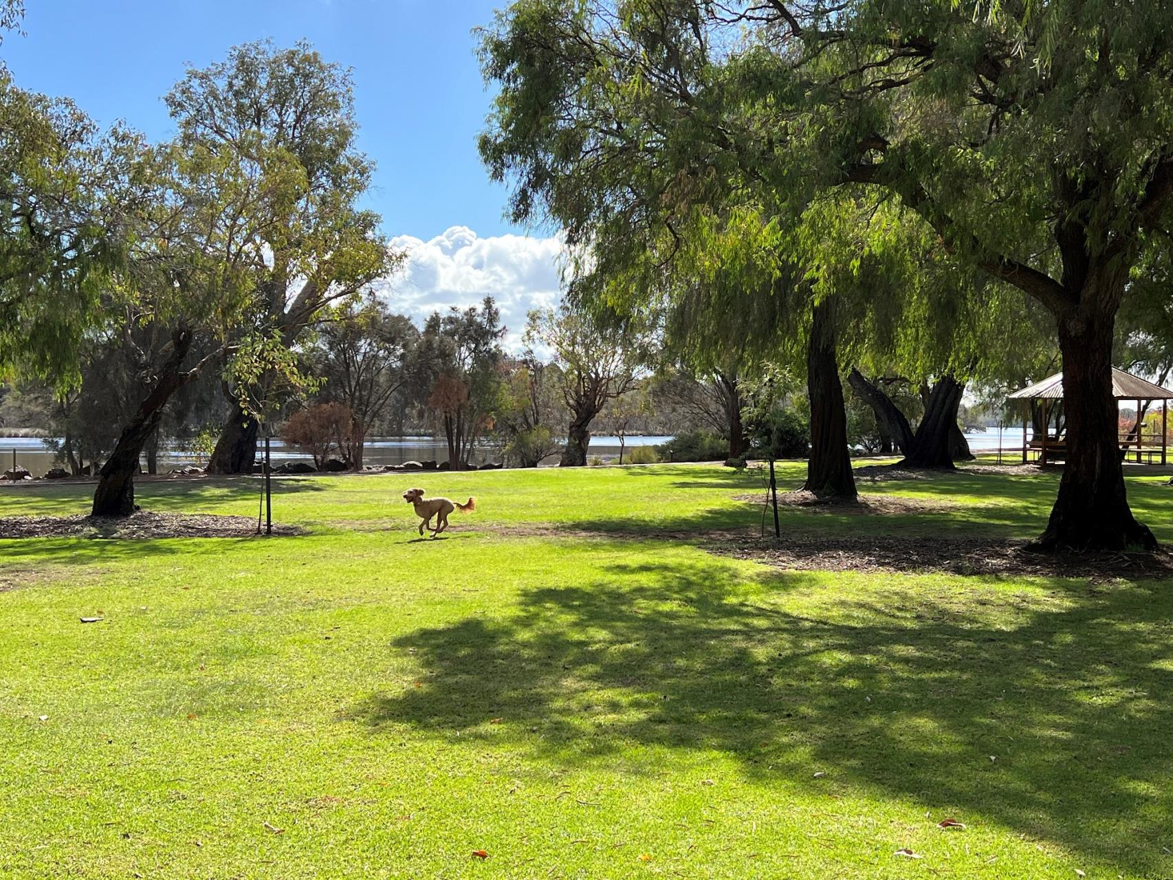 Spring weed treatments this week