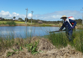Warning issued on Ross River Virus detection